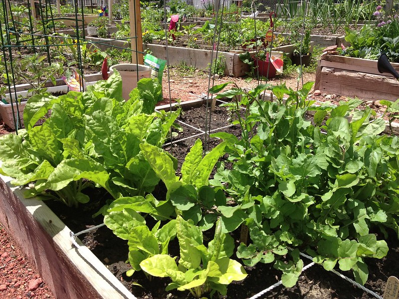 Best Vegetables For A Homestead Garden, Tools & Guides