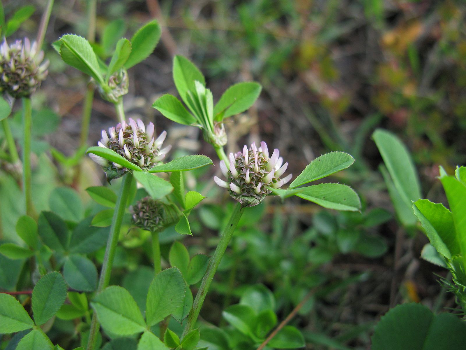 Clover Forage