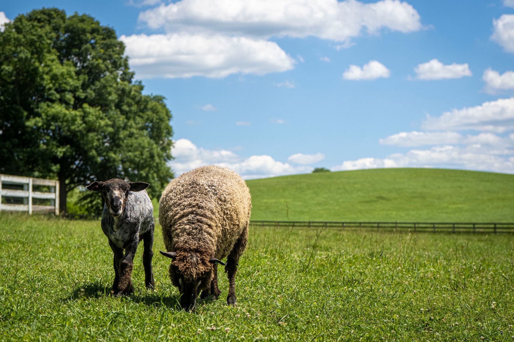 Sheep forage