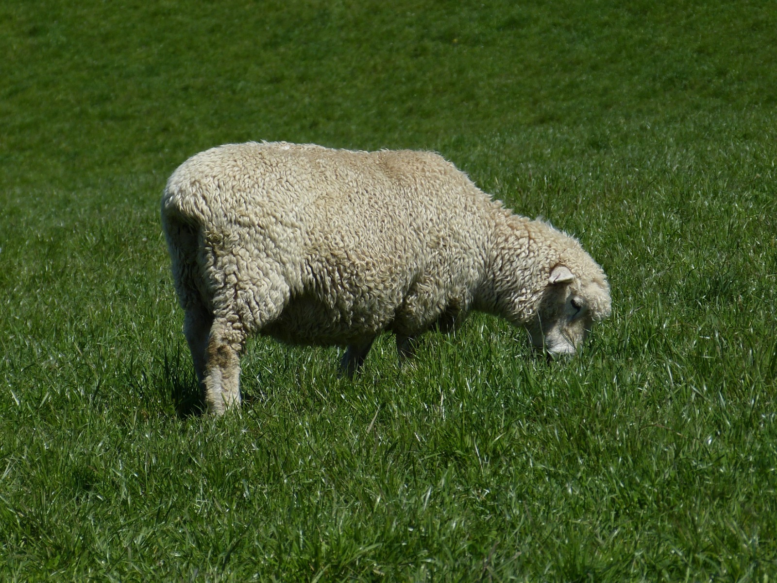 Sheep in a meadow