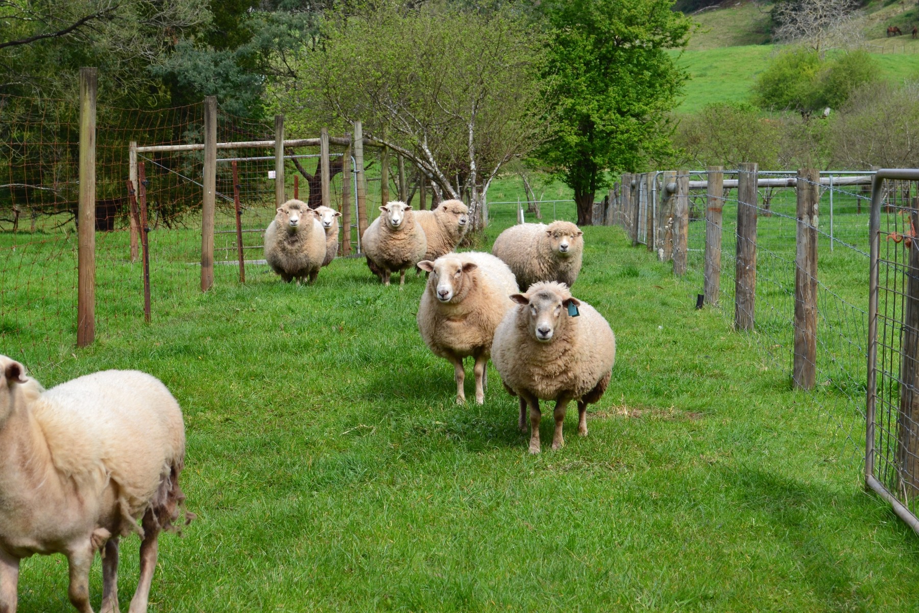 Rotational sheep grazing